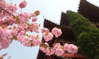 青龙寺4月中旬还有樱花吗 西安青龙寺樱花