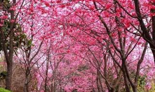 邹平樱花山风景区最佳观赏时间 邹平樱花山